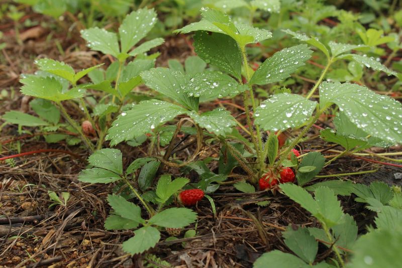 Wild Strawberry (Fragaria virginiana)