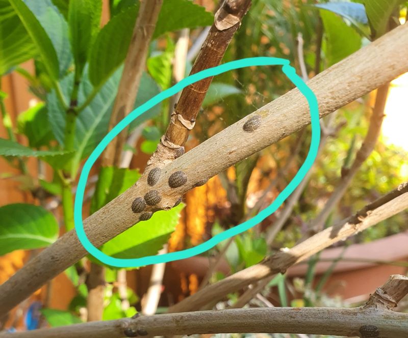 Missing the Signs of Pests and Scale