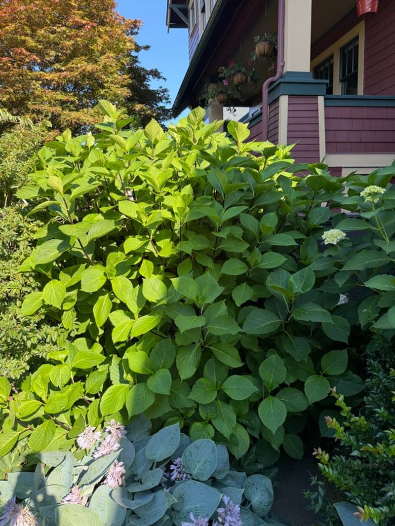 Mistakes 1 and 2: Overfeeding and Too Much Nitrogen