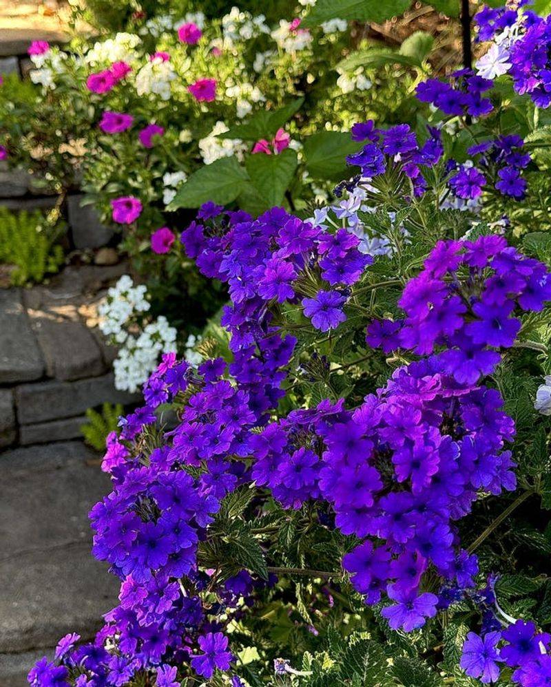 Verbena