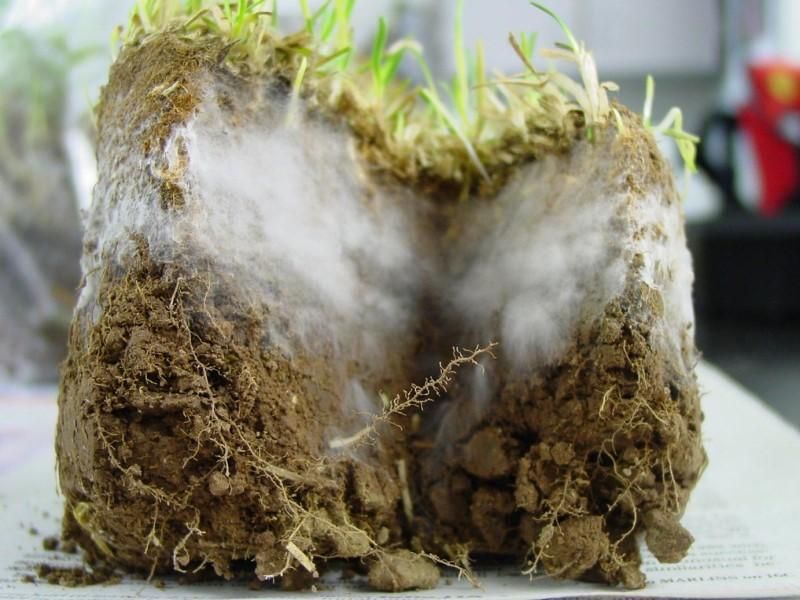 An Active Fungal Network Lives Below