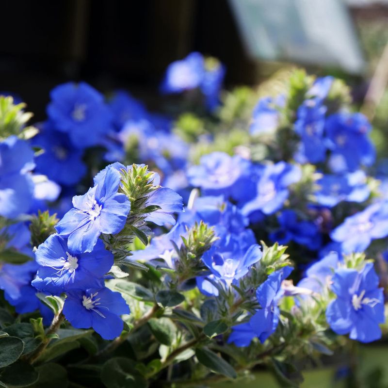 Evolvulus 'Blue My Mind'