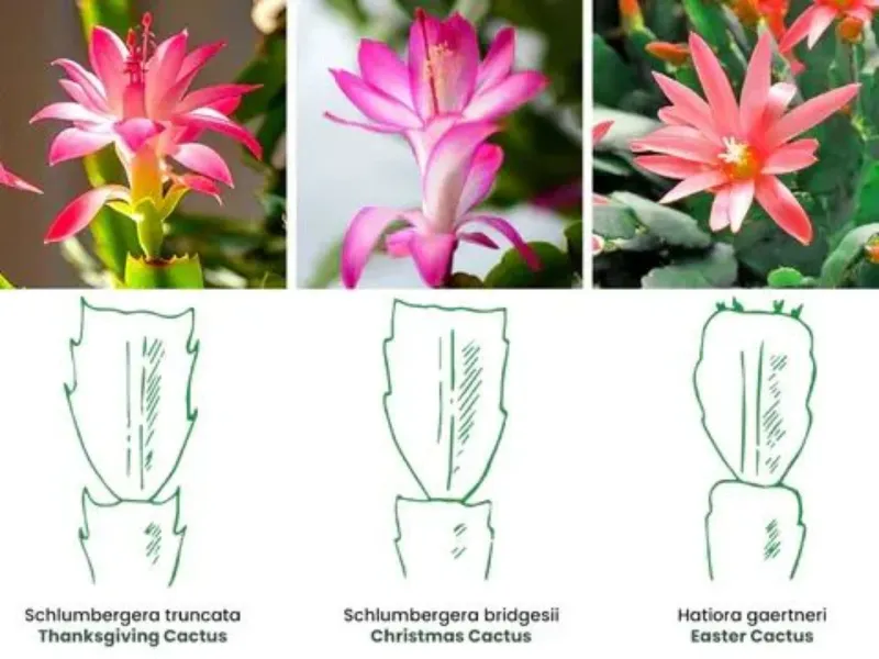 What “Christmas cactus” means for bloom timing