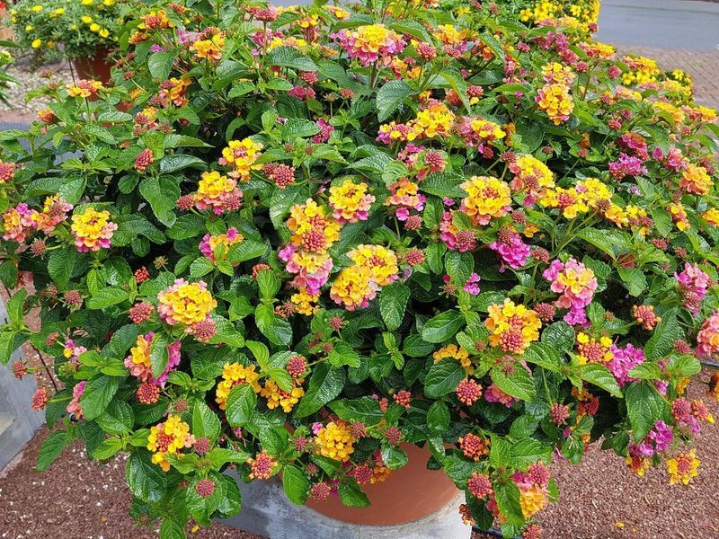 Swap Petunias for Heat Lovers in Hot Spots