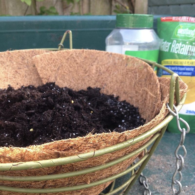 Check the potting mix before reaching for water