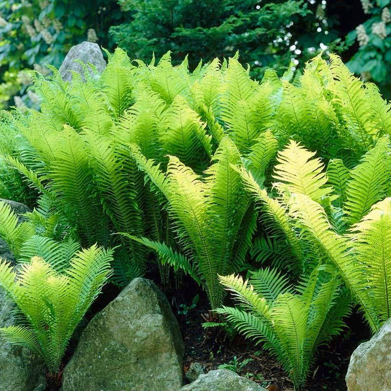 Ostrich Fern (Matteuccia struthiopteris)