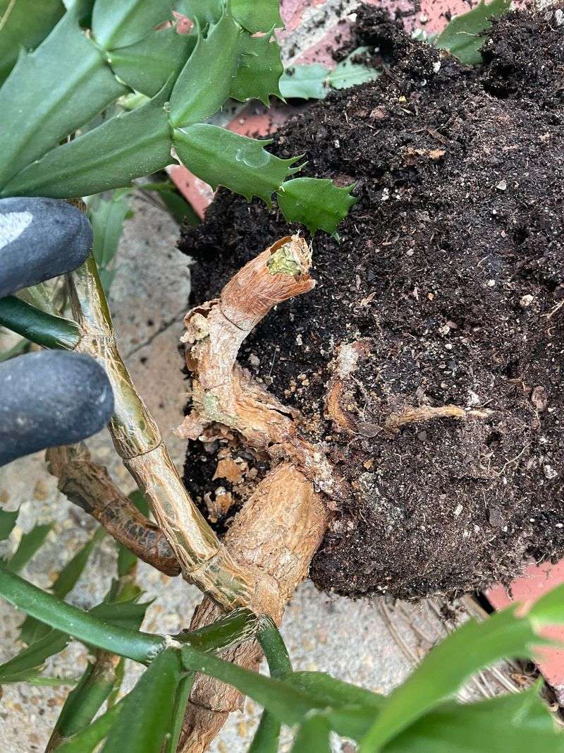 Perform Root Rot Rescue