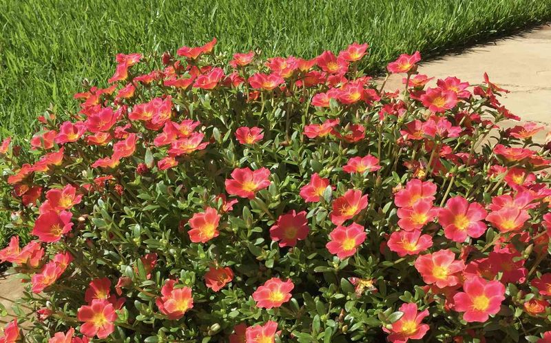 Give moss rose the sunniest, driest place
