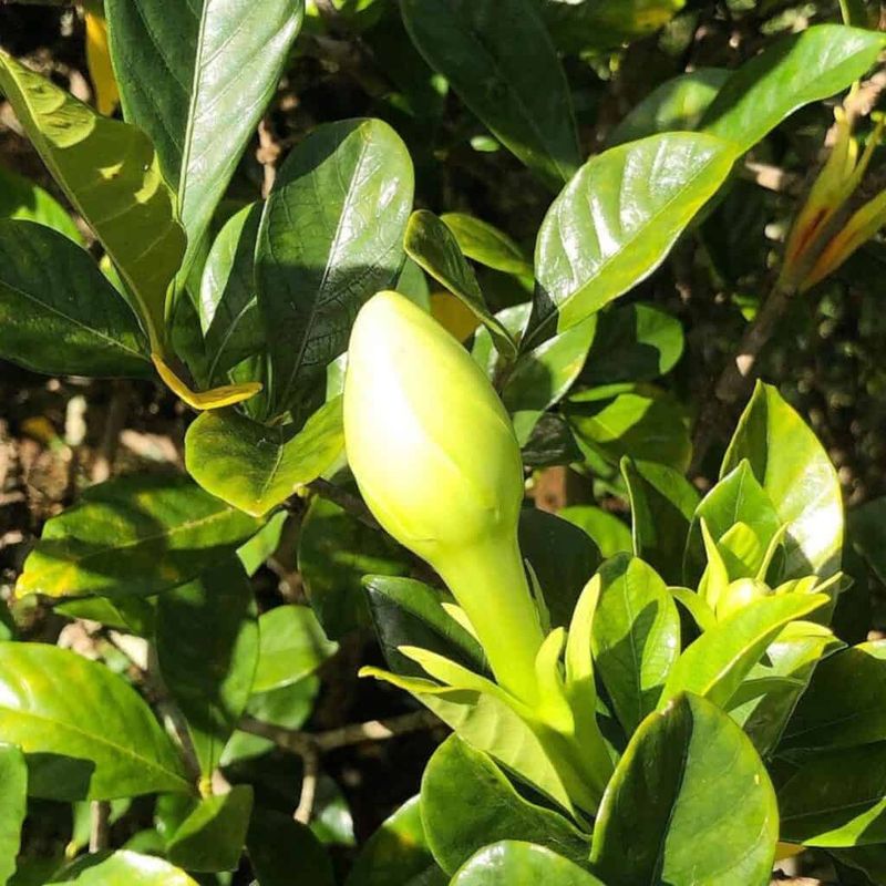 Steady Moisture Helps Preserve Remaining Buds