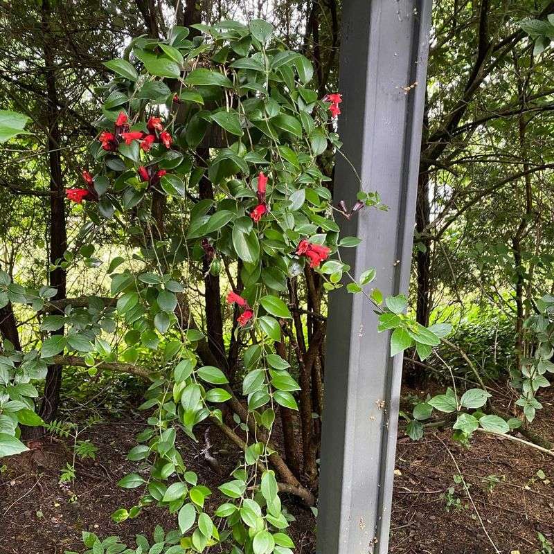 Protect an outdoor cactus during the seasonal transition