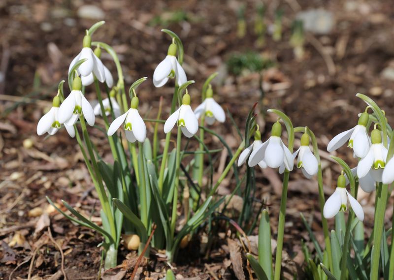 Snowdrops