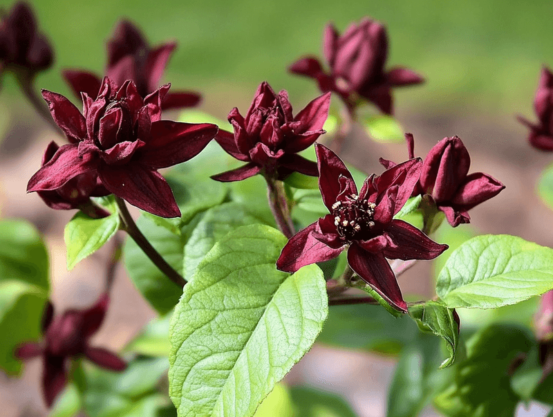 Sweetshrub / Carolina Allspice (Calycanthus floridus)