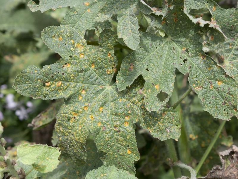 Reduce disease pressure while hollyhocks grow