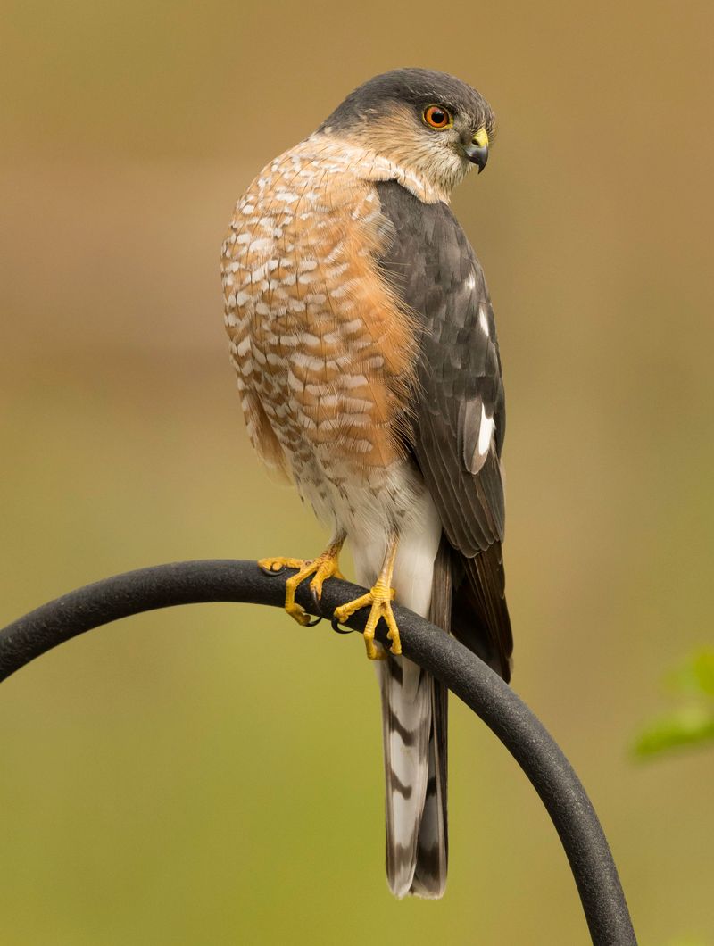Identify the Hawk Before You Infer Its Prey