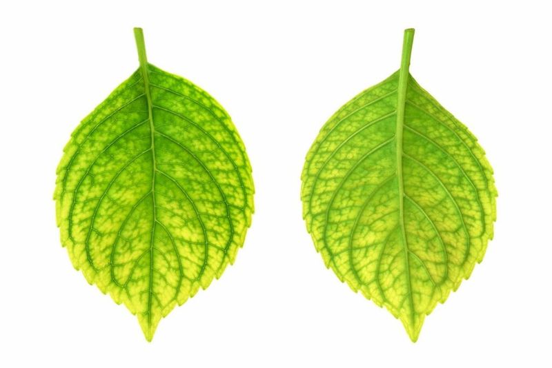 Address Nutrient Deficiencies