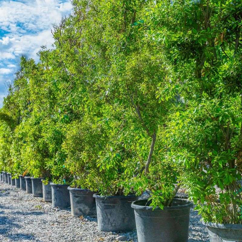 Two seasons is possible, but plant size and site decide the pace