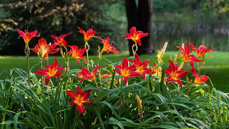 Daylily