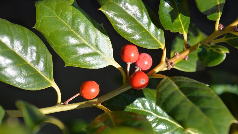 Keep holly fruit away from children and pets