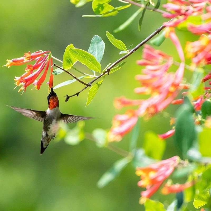 Trumpet Honeysuckle (Lonicera sempervirens)