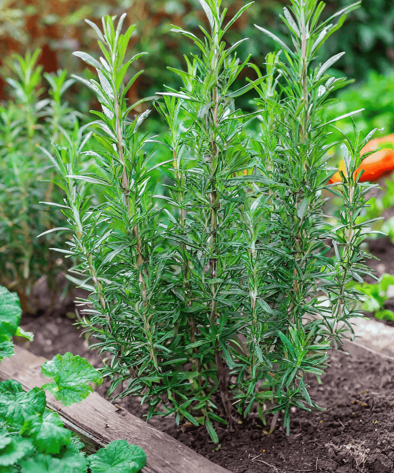 A field test found no protection from whole rosemary plants