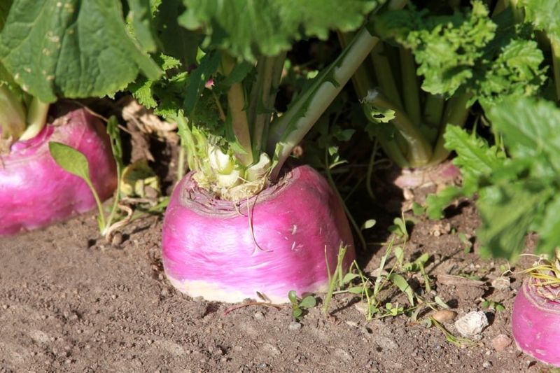 Late sowing can limit root size, but it does not prove the diagnosis