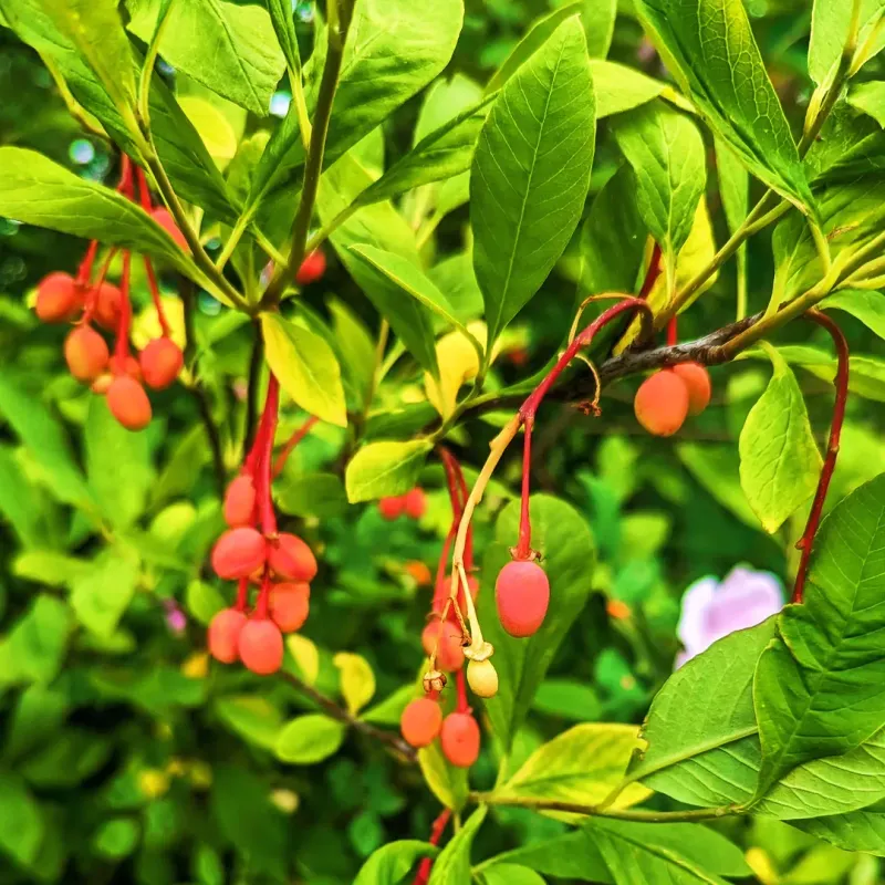 Indian Plum Wakes Up Narrow Oregon Borders Early