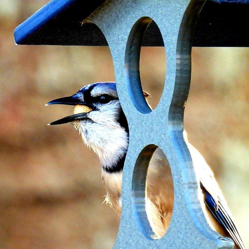 Blue Jay