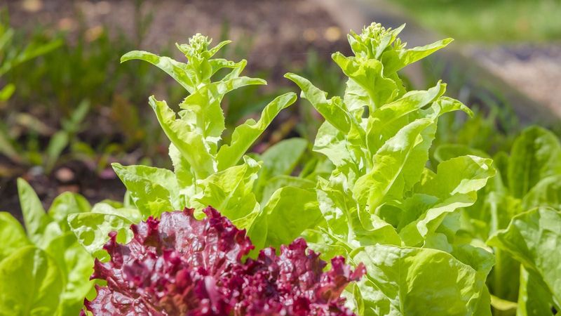 Bitter leaves and a seed stalk reveal different stresses