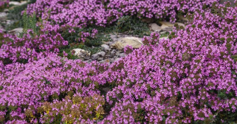 Use mulch and early care while thyme fills in