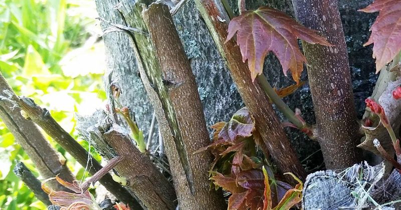 Sweetgum Can Produce Shoots From Lateral Roots