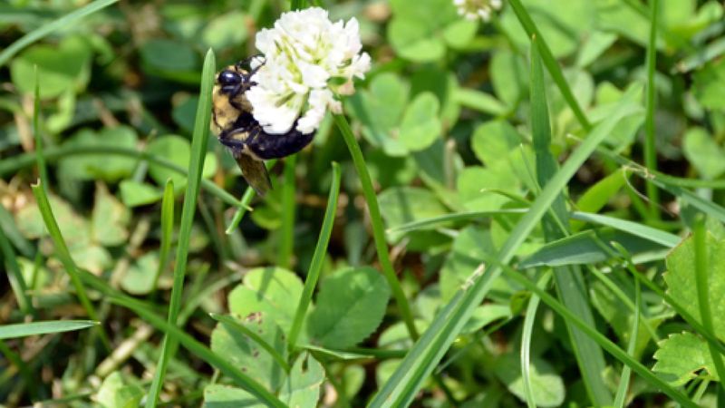 What Visits a Blooming Patch?