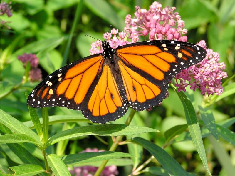 Monarch