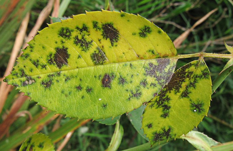 Use a Dormant Spray If Disease Hit Hard