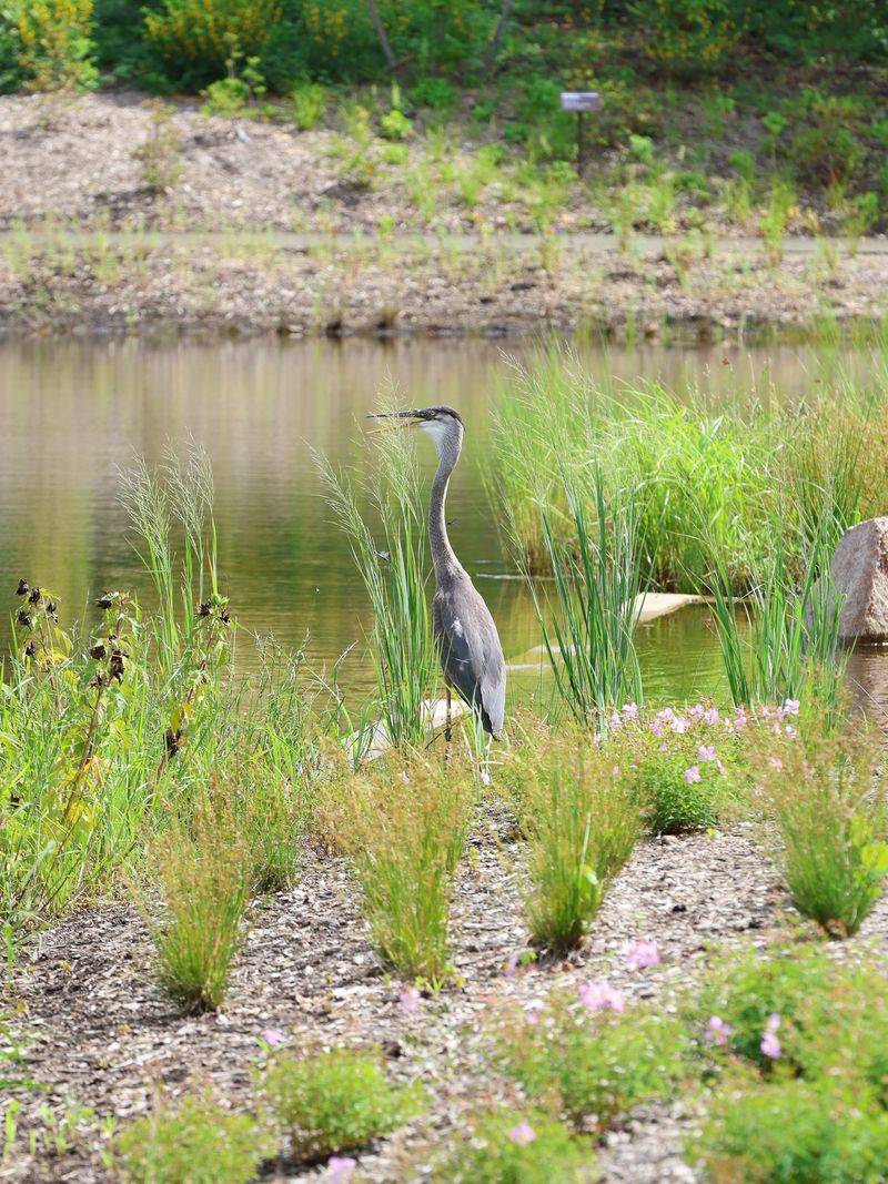 Repeated visits do not prove a nest or a healthy pond