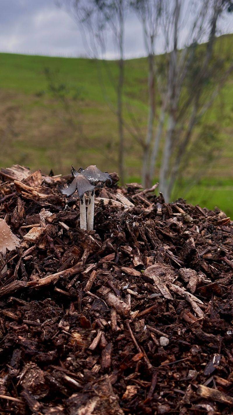 Use mulch to moderate moisture swings