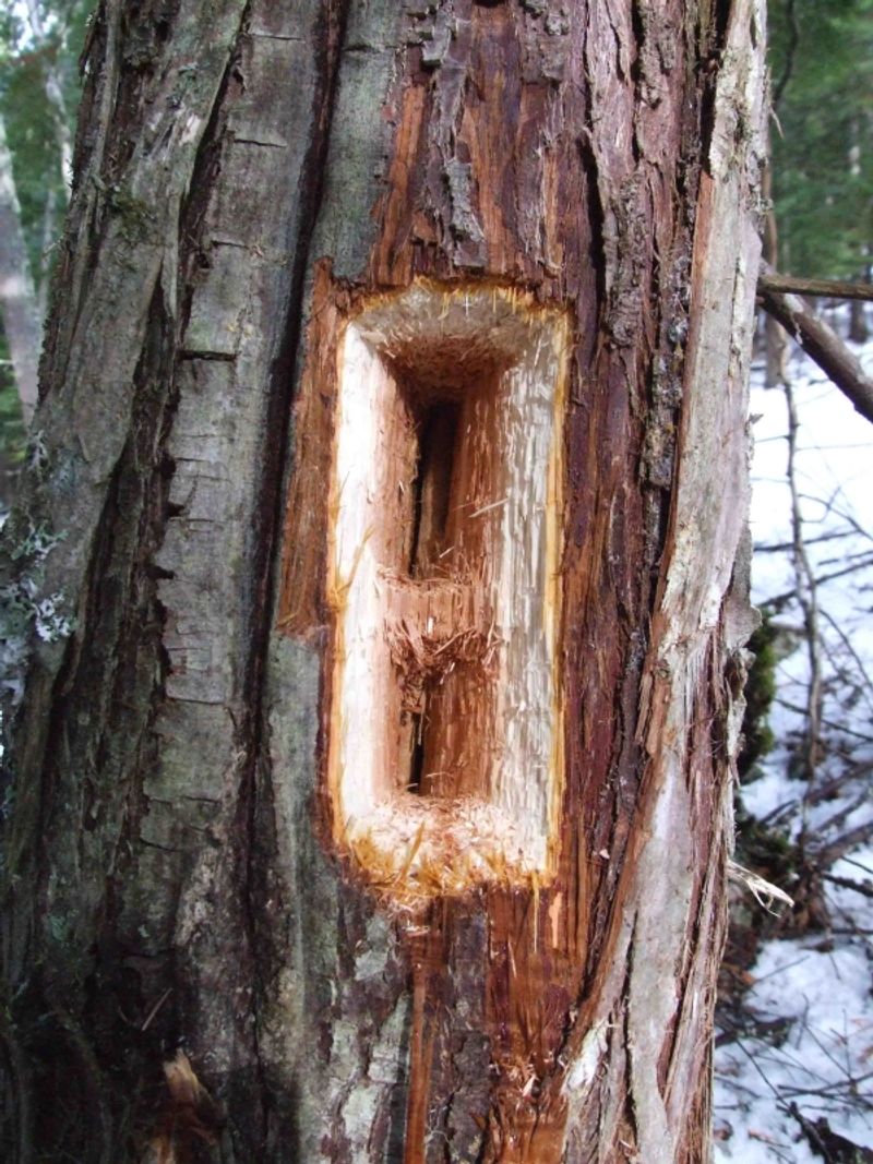 Nest entrances often look smoother and lead deeper inside