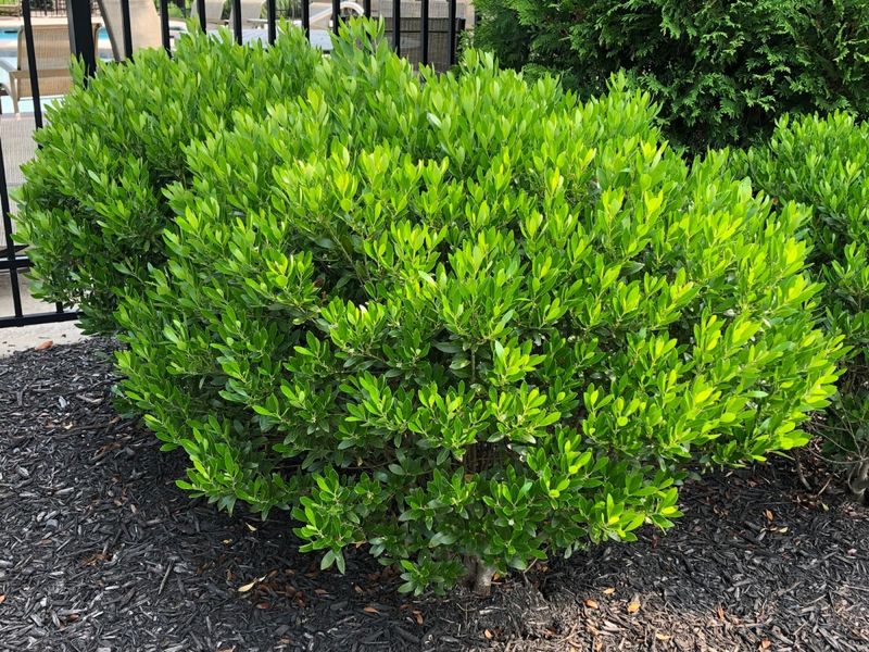 Inkberry Holly (Ilex glabra)