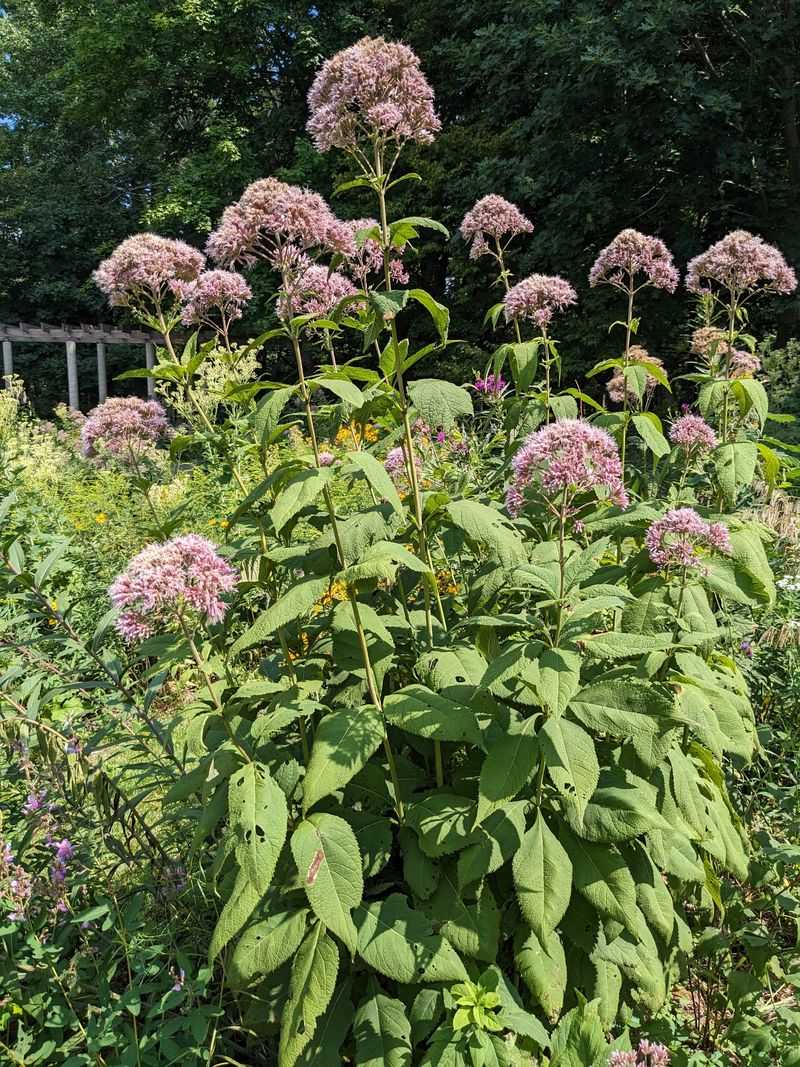 Joe-Pye Weed (Eutrochium purpureum)