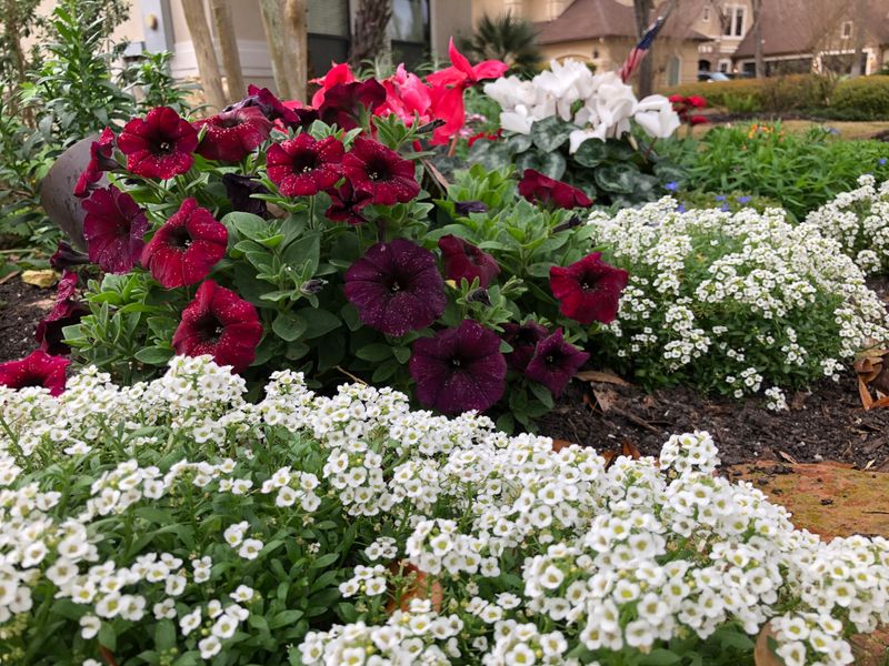Sweet Alyssum