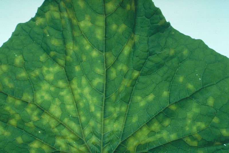 Downy Mildew