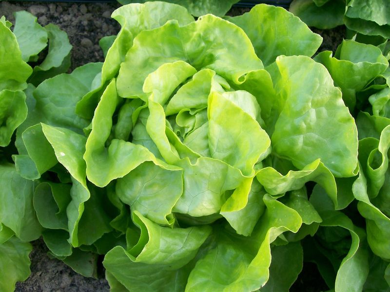 Choose cultivars that handle heat more gracefully