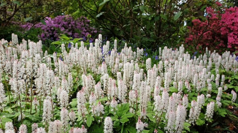 Foamflower (Tiarella cordifolia)