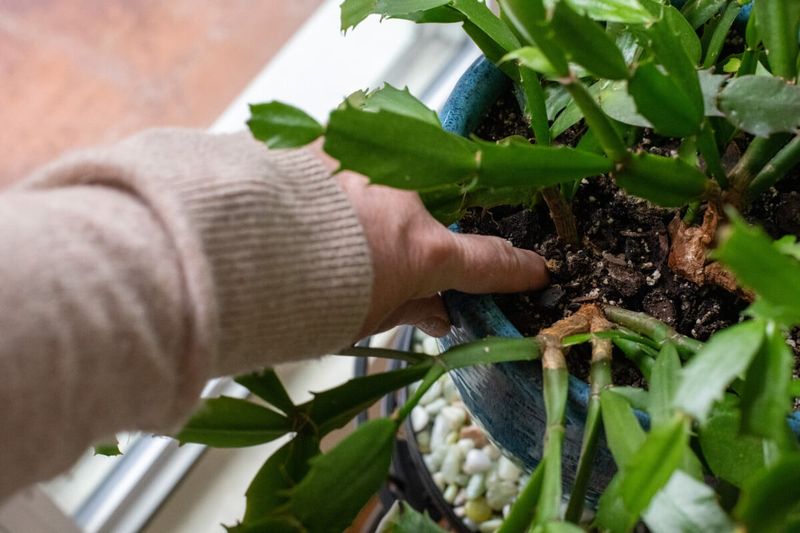 Keep conditions steady after buds form