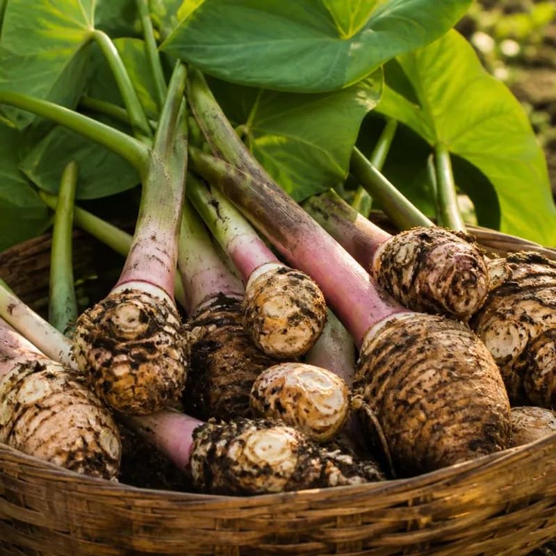 Judge harvest timing by the crop, not a universal calendar