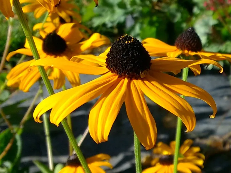 Black-Eyed Susan (Rudbeckia)