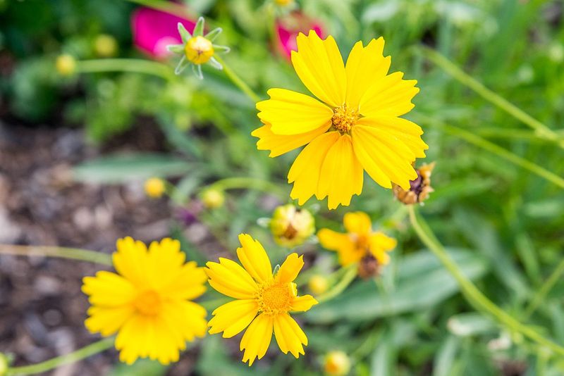 Coreopsis (Tickseed)