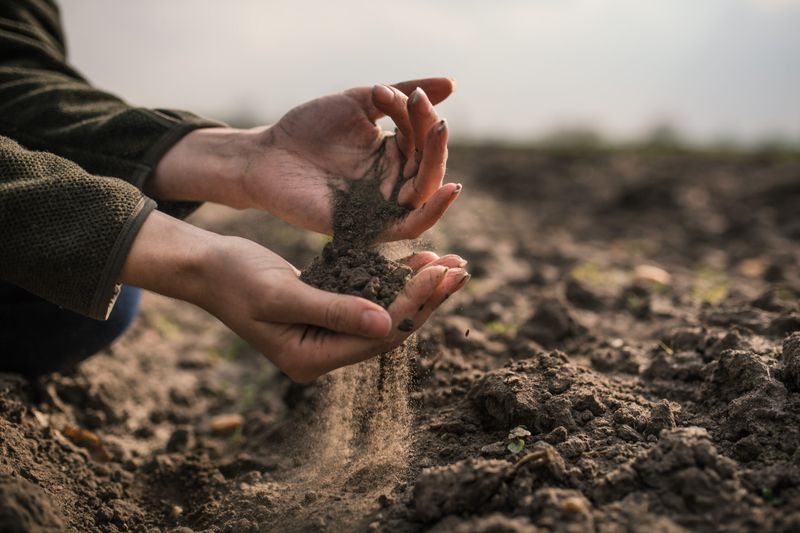 Provide Well-Draining Soil