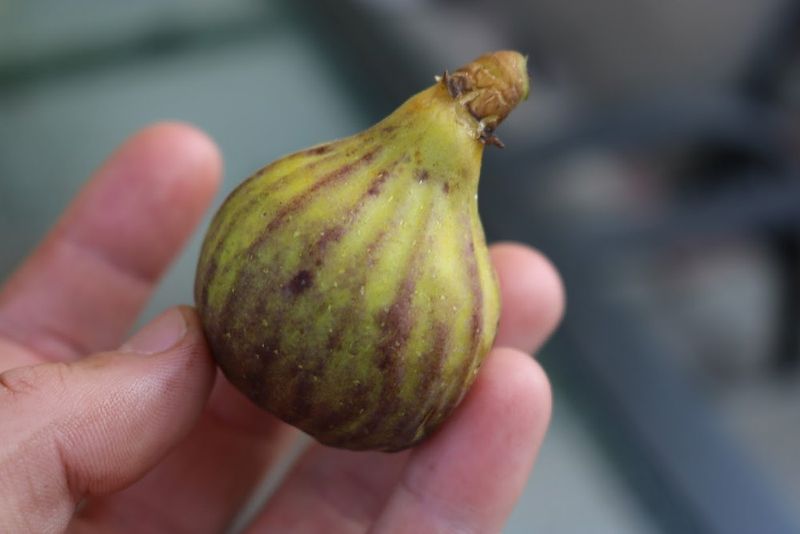 Only figs already changing may soften off the tree