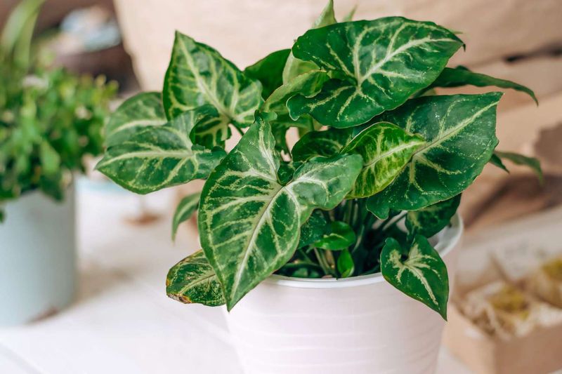 Arrowhead Vine