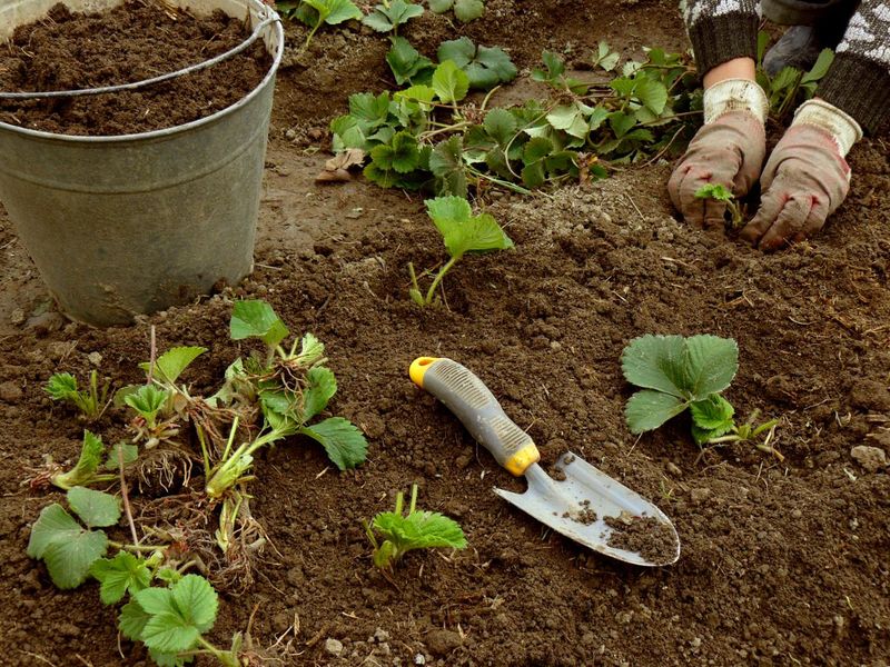 Plan to replace an aging planting